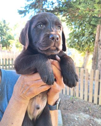 labrador con pedigree 