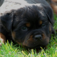 Rottweiler cucciolo