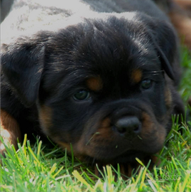 Rottweiler cucciolo