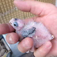 Pulli inseparabili e calopsite