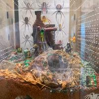 Terrario teca  migale