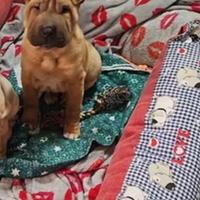 Cucciola di Sharpei di 4 mesi