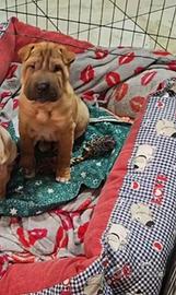 Cucciola di Sharpei di 4 mesi
