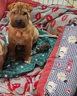 Cucciola di Sharpei di 4 mesi