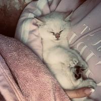 Gattino della razza cincillà dorato britannico