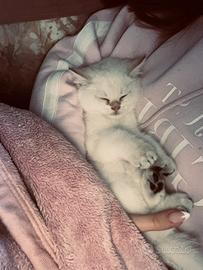 Gattino della razza cincillà dorato britannico