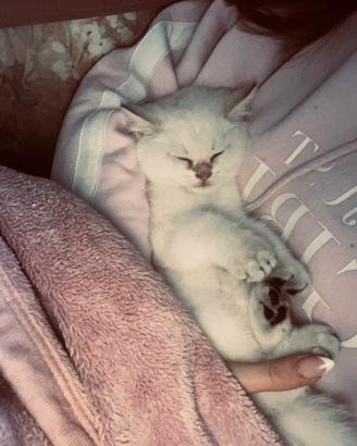 Gattino della razza cincillà dorato britannico