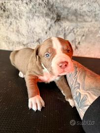 Pitbull ukc black nose red nose blue nose