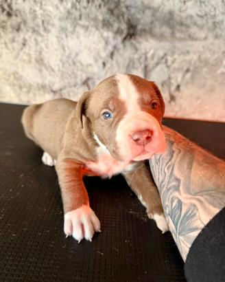 Cuccioli American Pitbull - pronti a 2,5 mesi