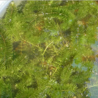 Ceratophyllum per laghetto pianta ossigenante