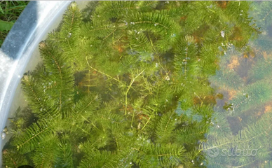 Ceratophyllum per laghetto pianta ossigenante