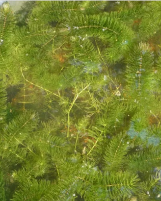 Ceratophyllum per laghetto pianta ossigenante