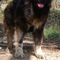 Pastore Caucaso completi pedigree ENCI `