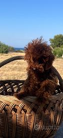 Barboncino Teacup asiatico cinese 9 mesi maschio