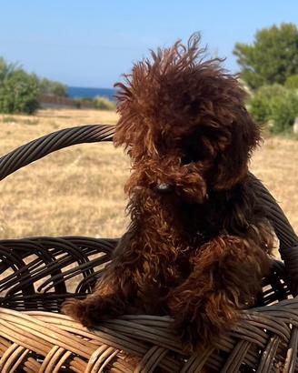 Barboncino Teacup asiatico cinese 9 mesi maschio
