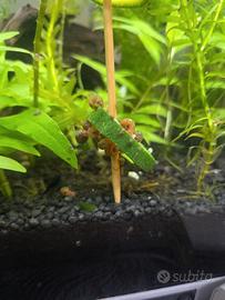 Lumanche Planorbarius e Physia