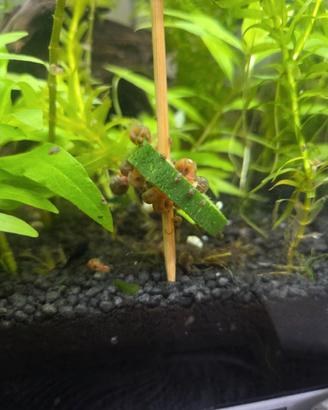 Lumanche Planorbarius e Physia