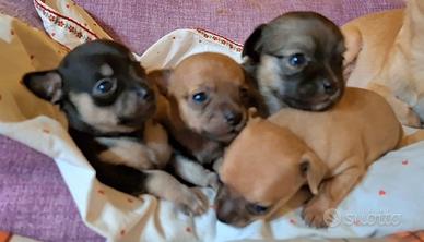 Chihuahua