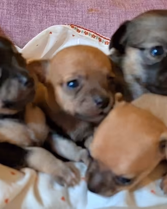 Chihuahua