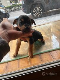 Cuccioli di pinscher terrier
