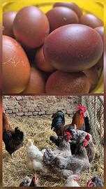 Galline