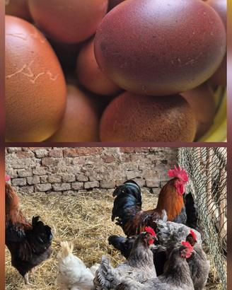 Galline