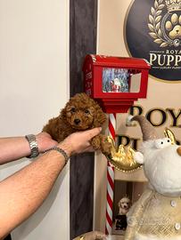 Barboncini tutte le taglie e colori pag rate