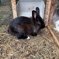 Cuccioli Conigli Nani