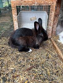 Cuccioli Conigli Nani