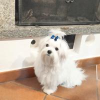 Cucciolo MALTESE con pedigree ENCI