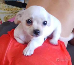 Chihuahua toy