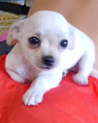 Chihuahua toy