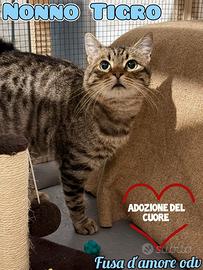 TIGRO, adorabile gatto da adottare