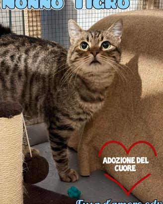 TIGRO, adorabile gatto da adottare