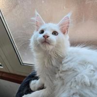 Gattini Maine Coon