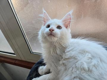 Gattini Maine Coon