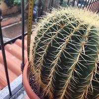 Cuscini della suocera