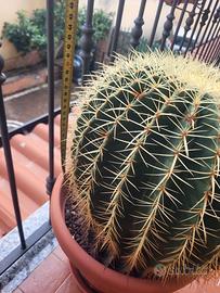 Cuscini della suocera