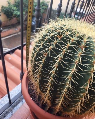 Cuscini della suocera