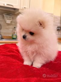 Volpino Spitz tedesco nano