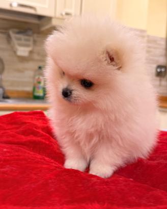 Volpina di Spitz tedesco nano