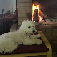 Maltipoo maschio