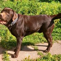 Labrador Retriever Pedigree ENCI Monta