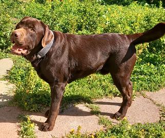 Labrador Retriever Pedigree ENCI Monta