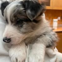 Cuccioli di border collie con pedigree