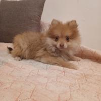 Volpini di Pomerania