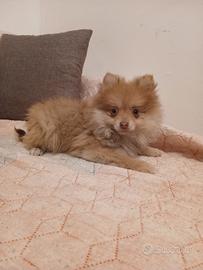 Volpini di Pomerania