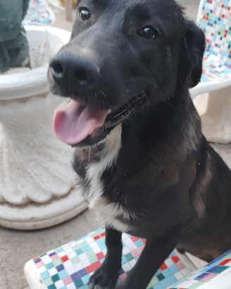 Cucciolo di cane