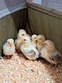 Pulcini gallina mugellese