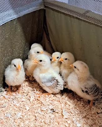 Pulcini gallina mugellese